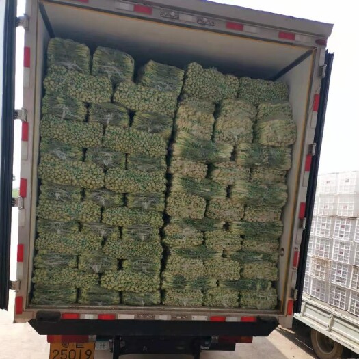 曹县精品上海青，精品快菜，精品油麦等等各种蔬菜批发……欢迎新老朋