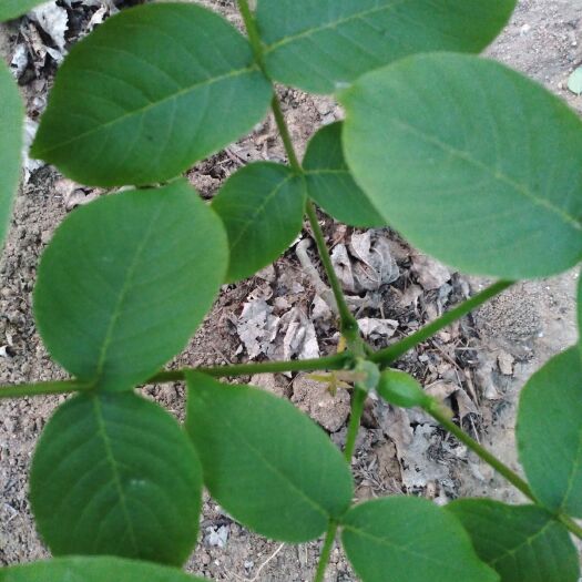 泰安纸皮核桃苗 核桃树苗，海苓苗木园艺场大量提供嫁接核桃树苗