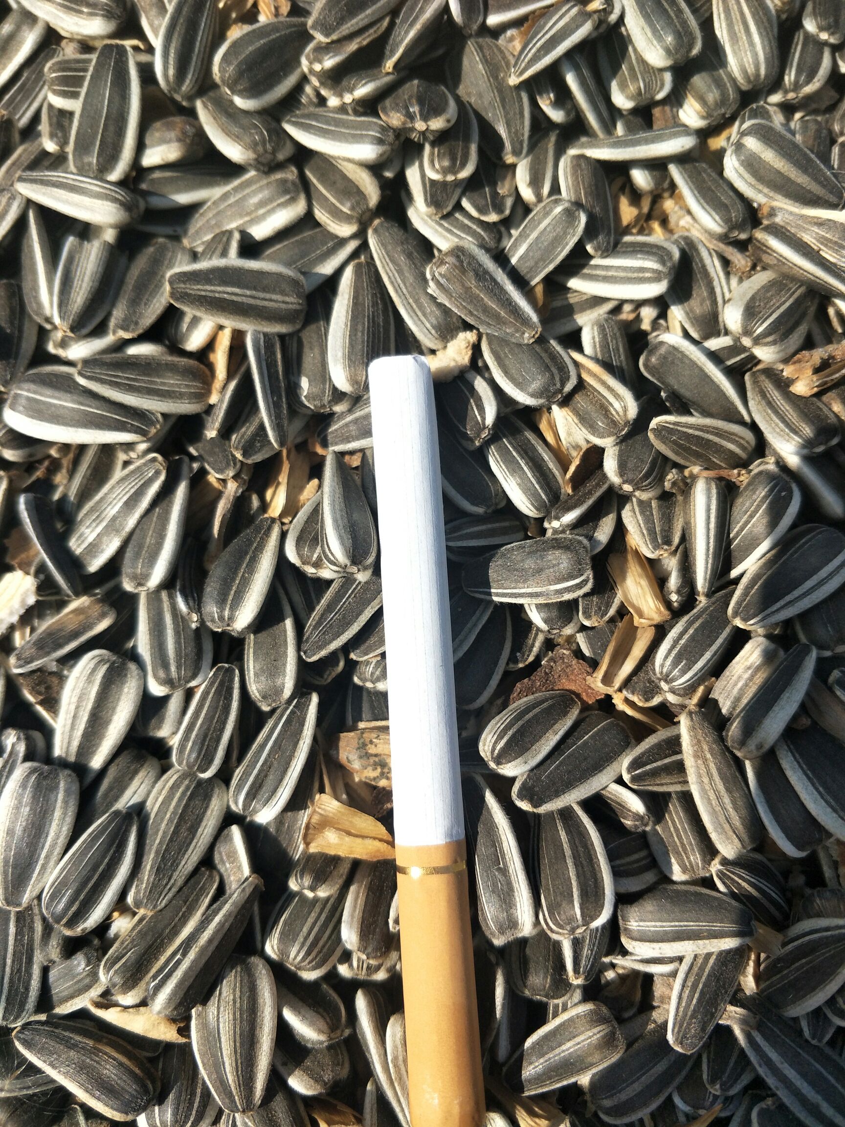 葵瓜子  自己家种的3135葵花，个大，仔饱满