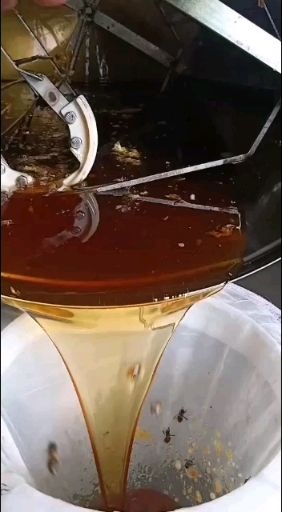 重庆市蜂蜜 2年 41 本品不能代替药物 