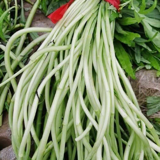 云梦县云南蒌蒿 20~25cm 