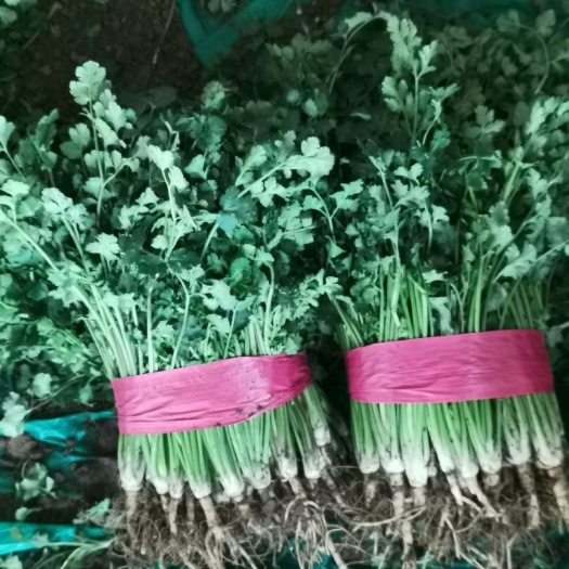 临清市 出售临清铁杆青香菜净菜，毛包