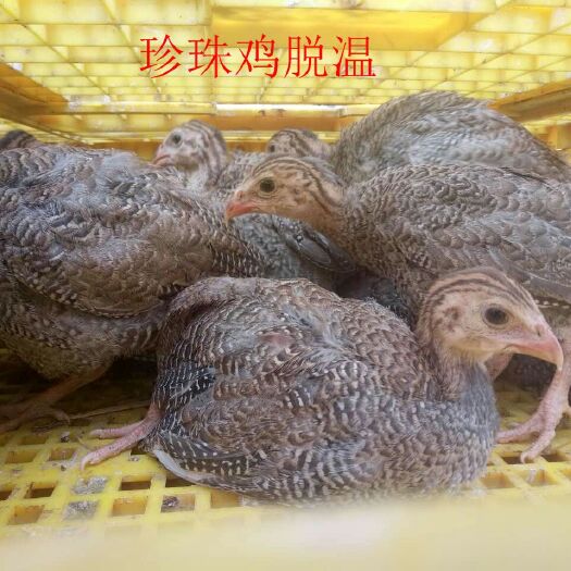 广汉市珍珠鸡苗 脱温鸡苗 疫苗做齐到家可散养