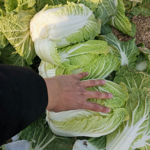新野县优质黄心大白菜,翠绿鲜嫩,产地直销,一手货源,保质保量