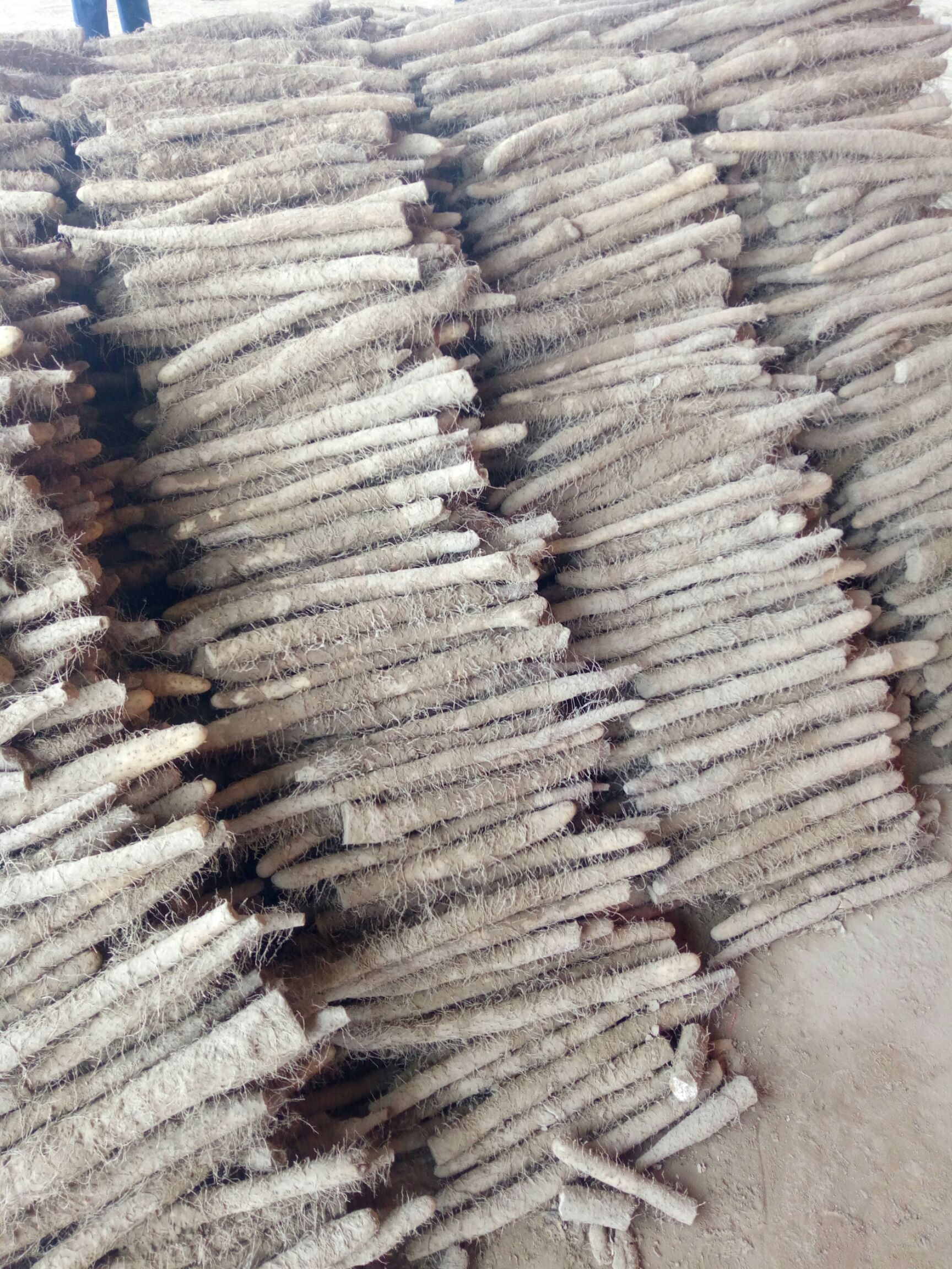 棒山药  供应各种麻山药，便宜货，保证质量