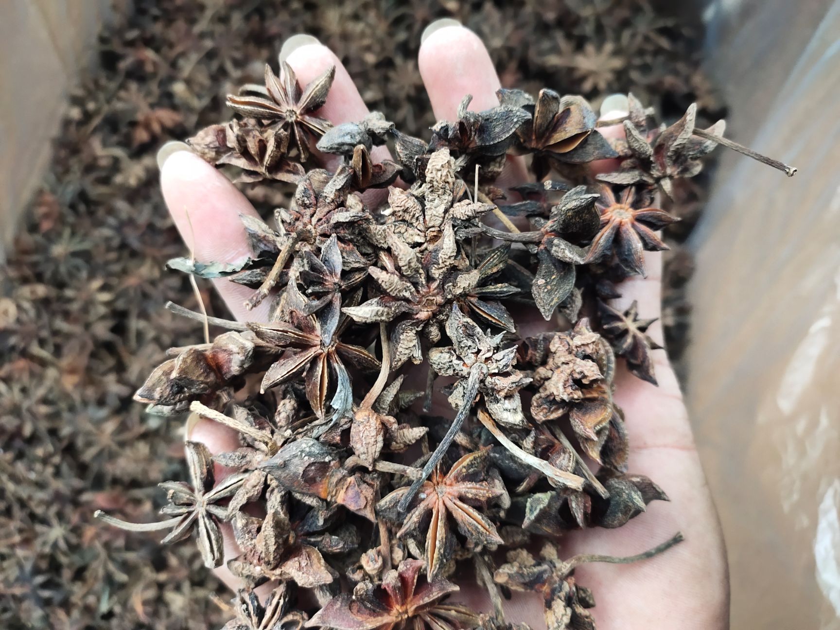 大红八角  无硫八角原装优质干枝八角另售八角碎片