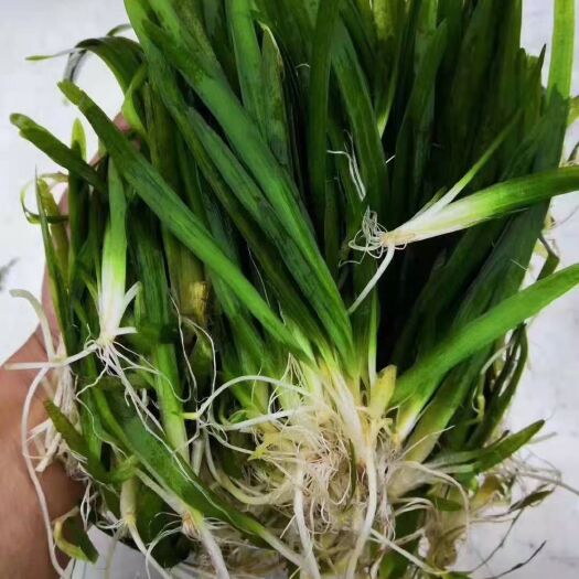 青州市粉绿狐尾藻  专业沉水植物种植、苦草、伊乐藻、黑藻