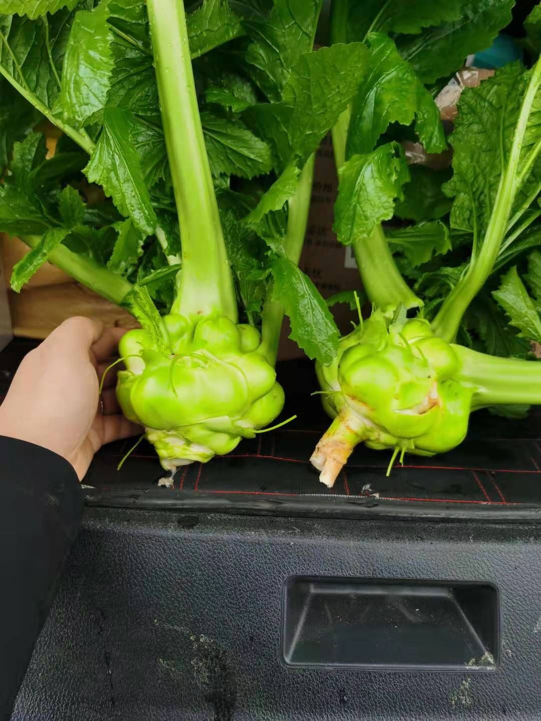 芥菜头四川雅安种植涪陵扳倒砍榨菜1200吨榨菜即将上市