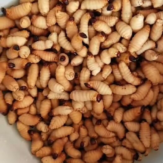 清远 食用竹虫