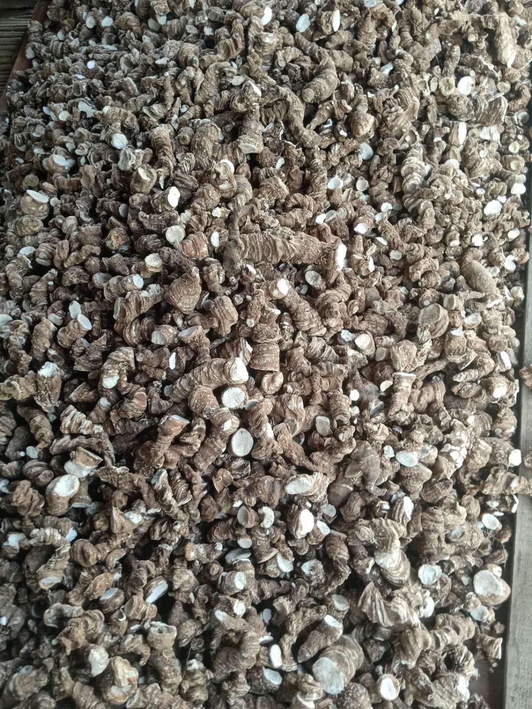  云南粉质重楼干货滇重楼