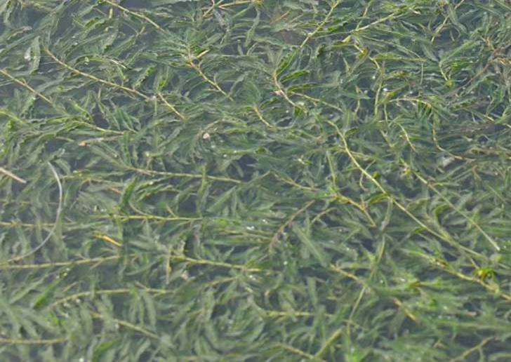 沉水植物.苦草.伊乐藻.金鱼藻.水生植物。