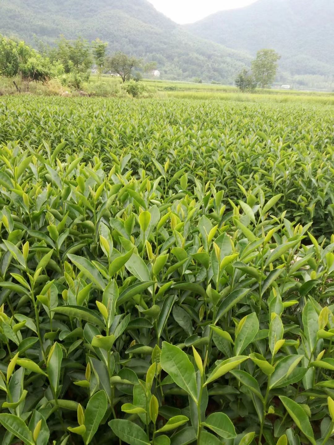茶树苗 "特早"品种绿茶苗,产于"汀溪兰香"绿茶之源,最早上市绿茶苗