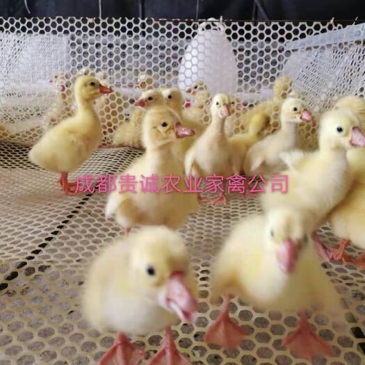 大邑县长期出售大三花，霍尔多巴吉，朗德，泰州，浙东，川白鹅苗