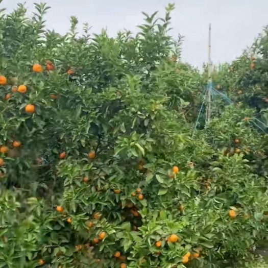 沙糖桔 特级果