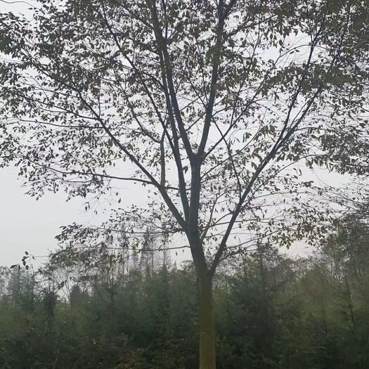 崇州市 20朴树，还有几十棵了，最后几十棵了