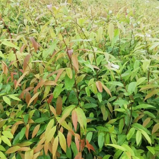 红椎树苗  红椎苗30-60公分