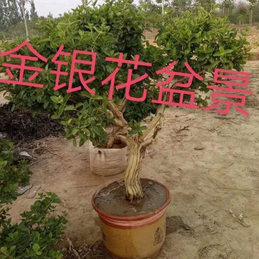 巨鹿县四季金银花苗 80公分以上 