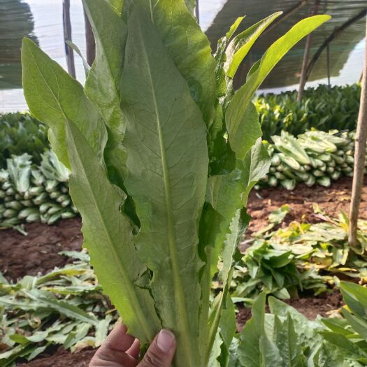 邯郸大油麦 25~30cm