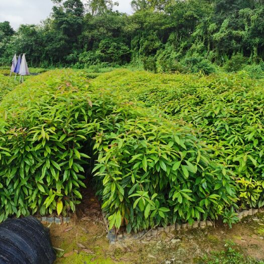 广州木荷40-80公分高