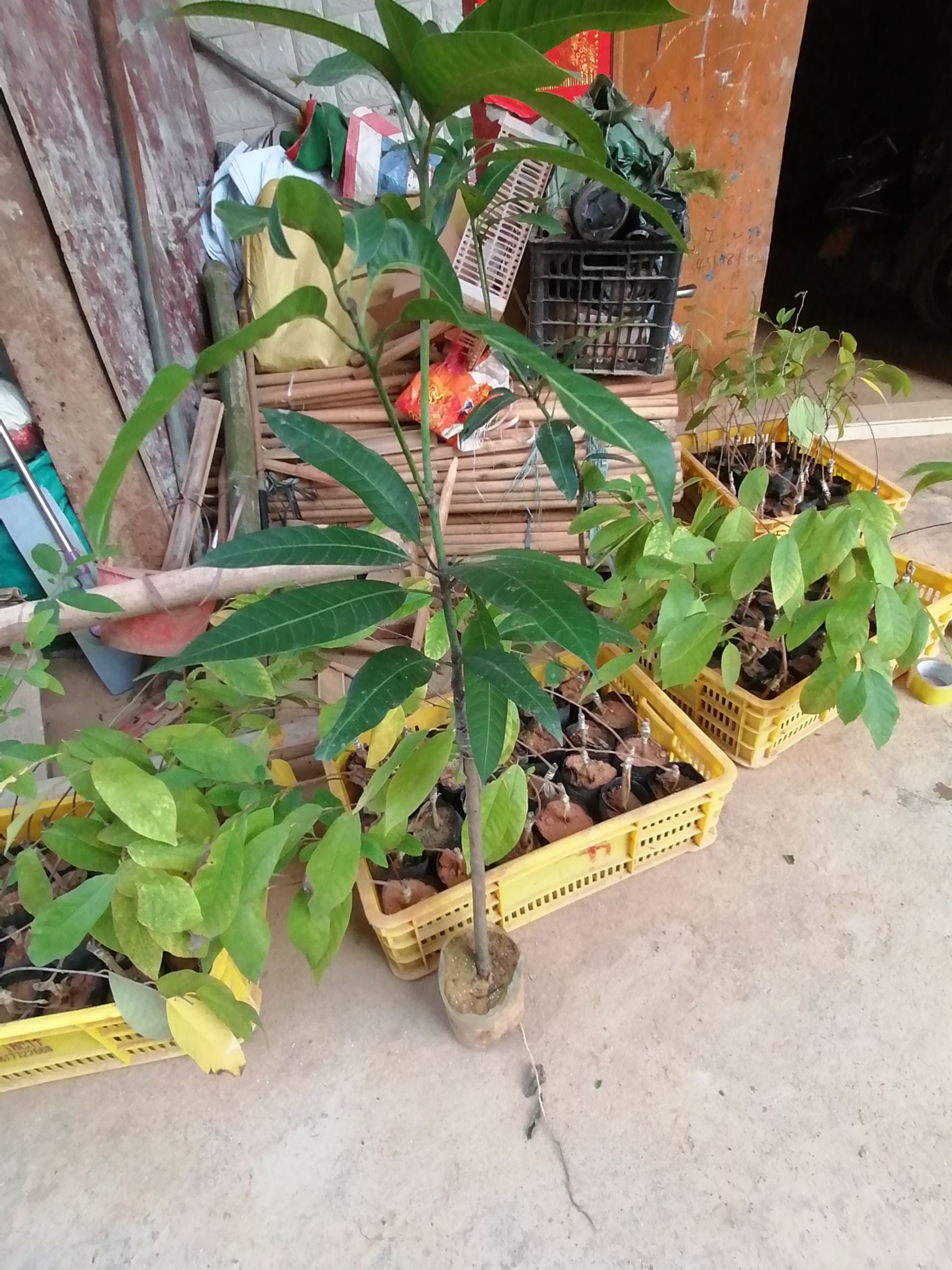 凤梨番荔枝苗 释迦果苗两年嫁接苗可盆栽地栽庭院种植带土叶包邮