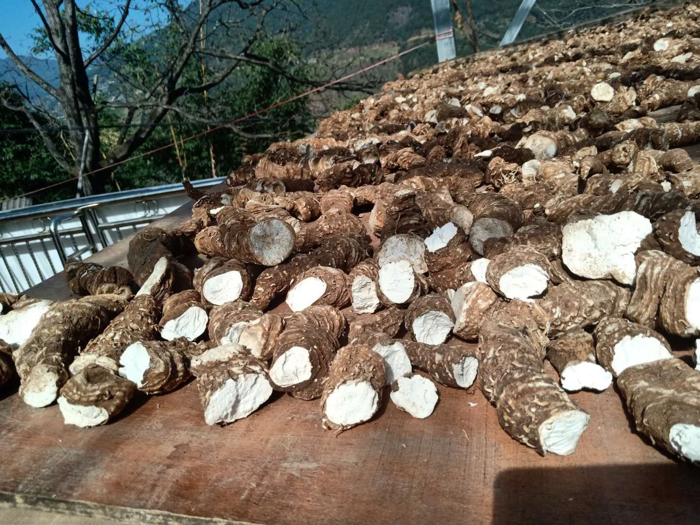  云南粉质重楼干货滇重楼