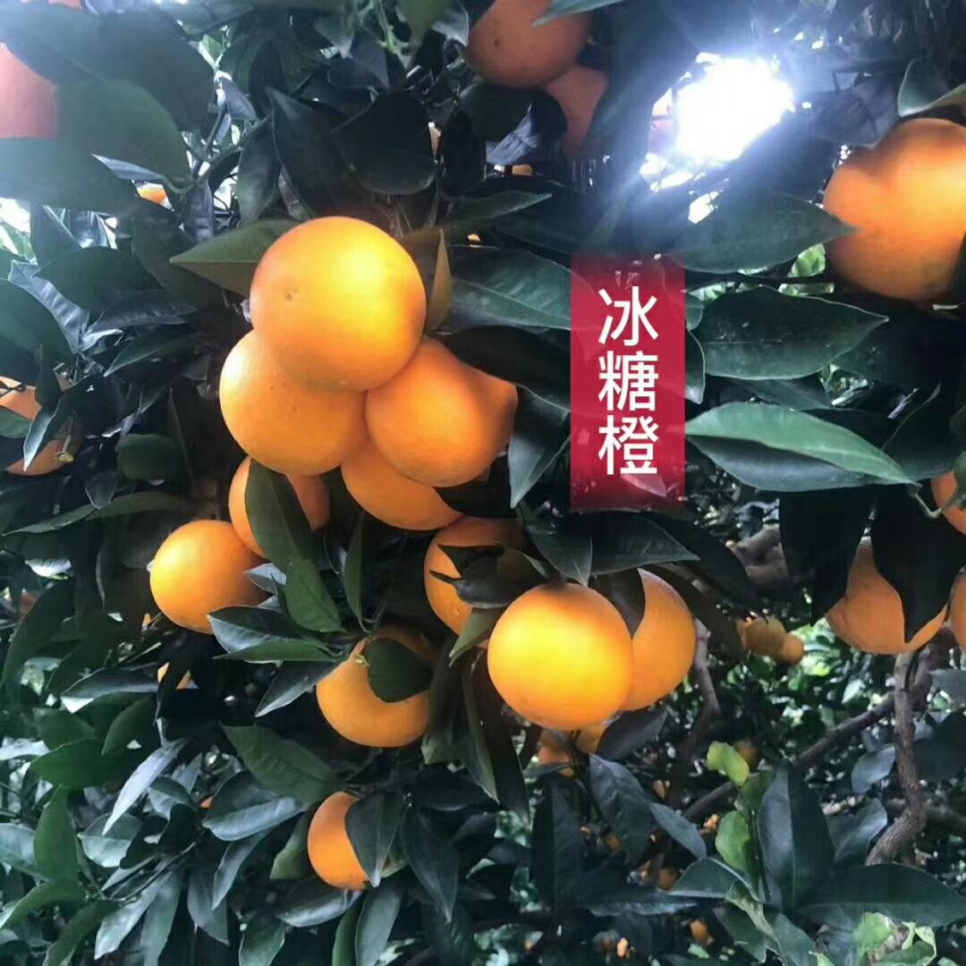 冰糖橙 黔阳冰糖橙果园直发 一件代发