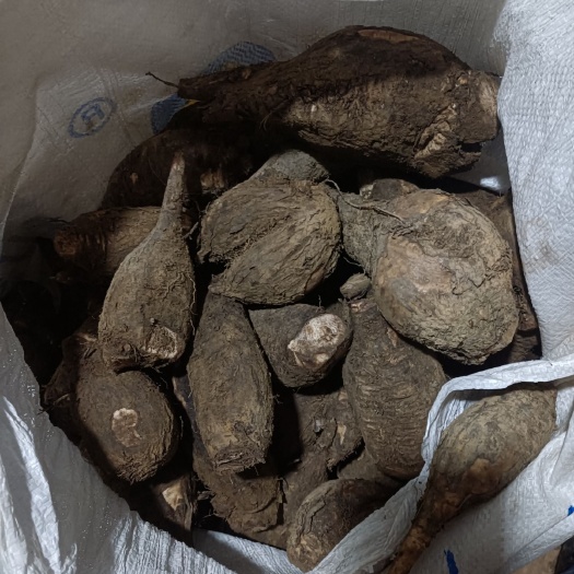 深圳入地老鼠