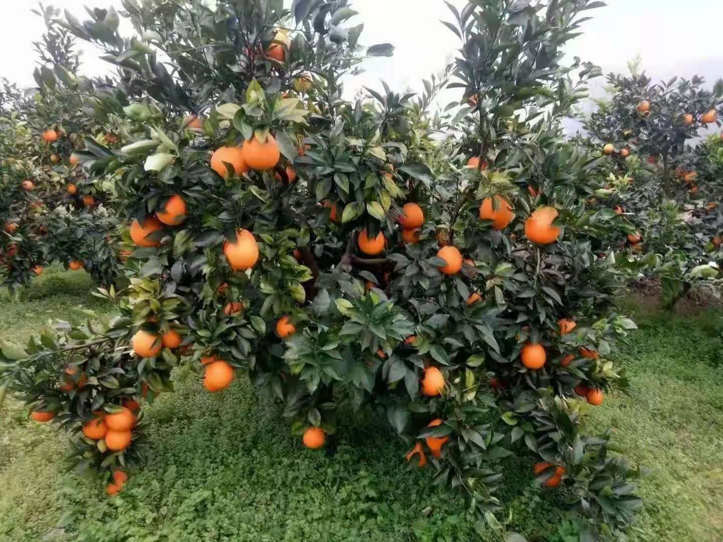 羊粪有机肥 改善土壤肥力 解决土壤板结 改良土壤提高有机质