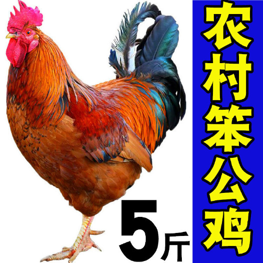 郓城县笨鸡  【山东农家散养公鸡】大公鸡现杀农村纯粮散养新鲜宰杀笨