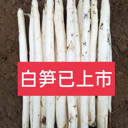 潍坊白芦笋  山东潍坊杞郡鲜芦笋，春季上市，现货供用，上市最