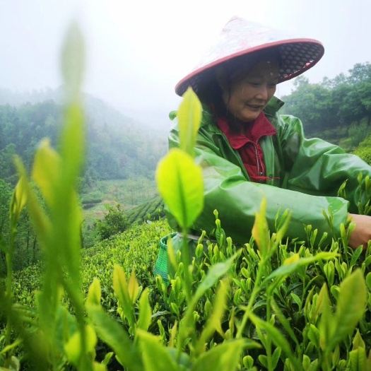 六安六安瓜片  2021年雨前高山野茶纯手工小叶瓜片，天羽瓜片。香醇型。