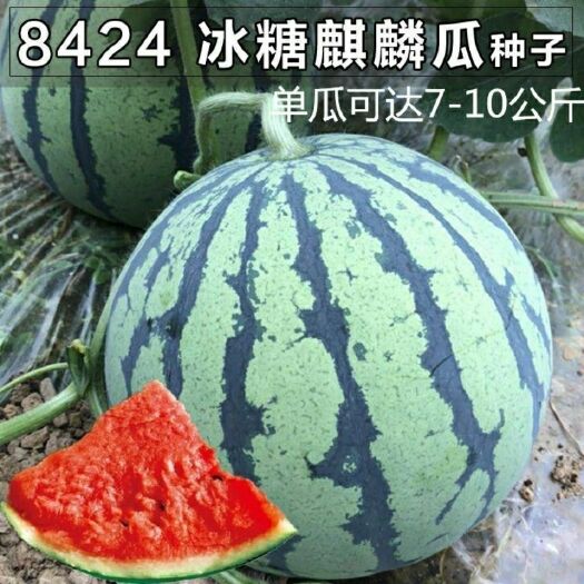 沭阳县冰糖麒麟王西瓜种子  早佳8424西瓜种子新一代大果8424～早熟,圆形,红瓤，