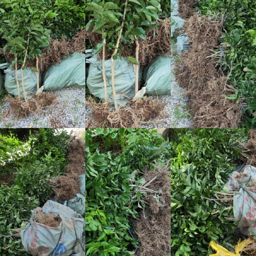浦北县广西浦北长寿之乡黑黄皮果苗，种植一年可挂果，三年可产量，