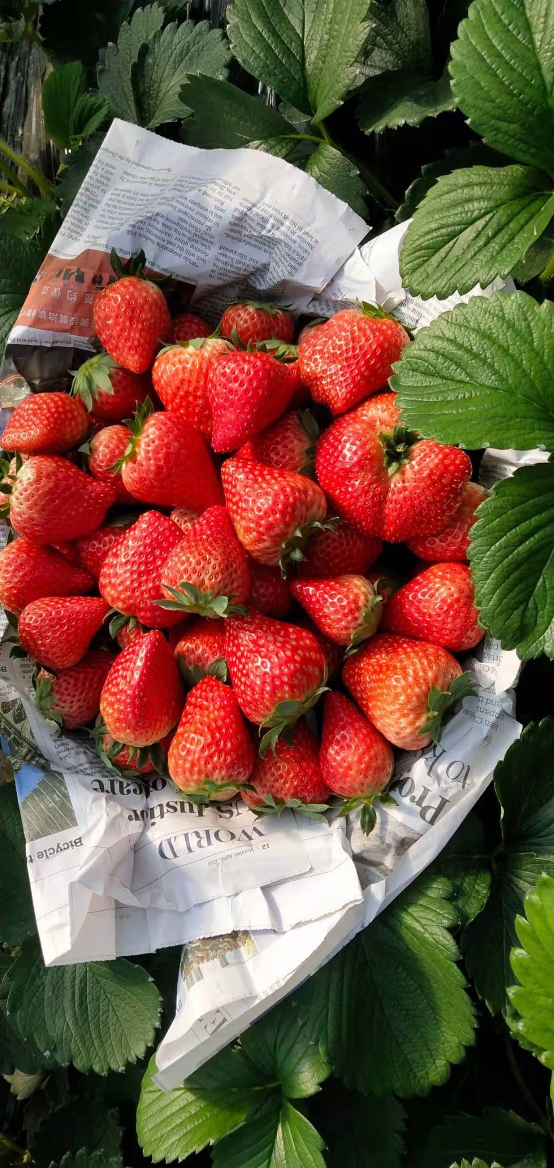 红颜草莓特级鲜草莓酸甜可口建德草莓小镇小篮子草莓园供应