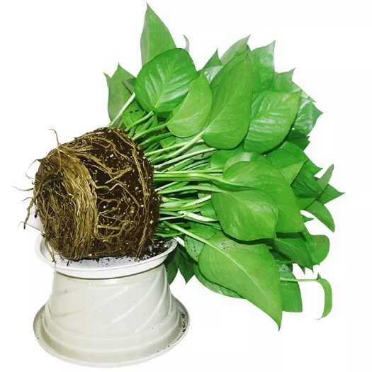 开平市绿萝  室内吸甲醛植物