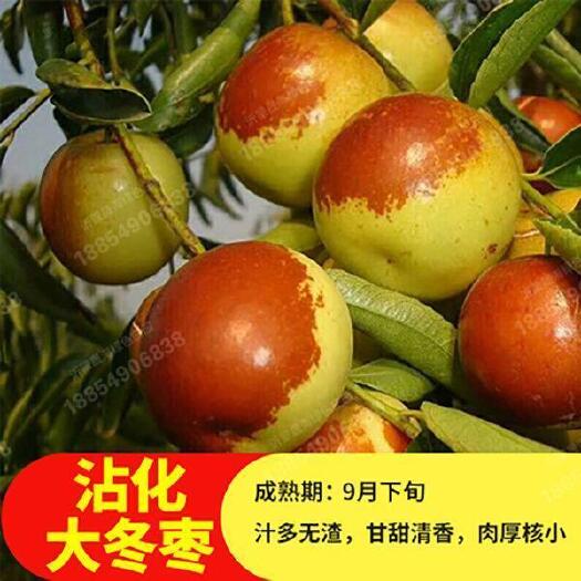 平邑县沾化冬枣苗  冬枣苗当年结果全国包邮到家