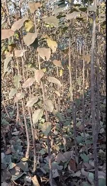 泰安烟富10苹果苗 
