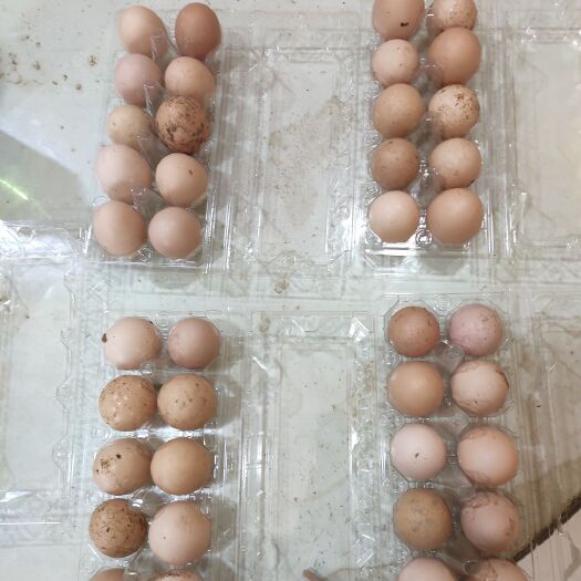杭州 正宗土鸡蛋，