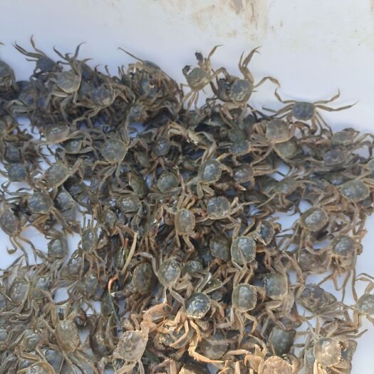 启东市扣蟹苗 统货 