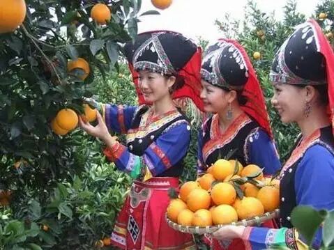 富川县富川脐橙 农家肥的水果 不加工 不打蜡 现摘现卖！