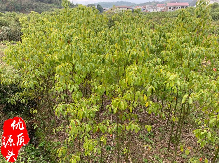 基地直发香樟苗木庭院截杆香樟树常青工程樟树园林绿化行道树大叶