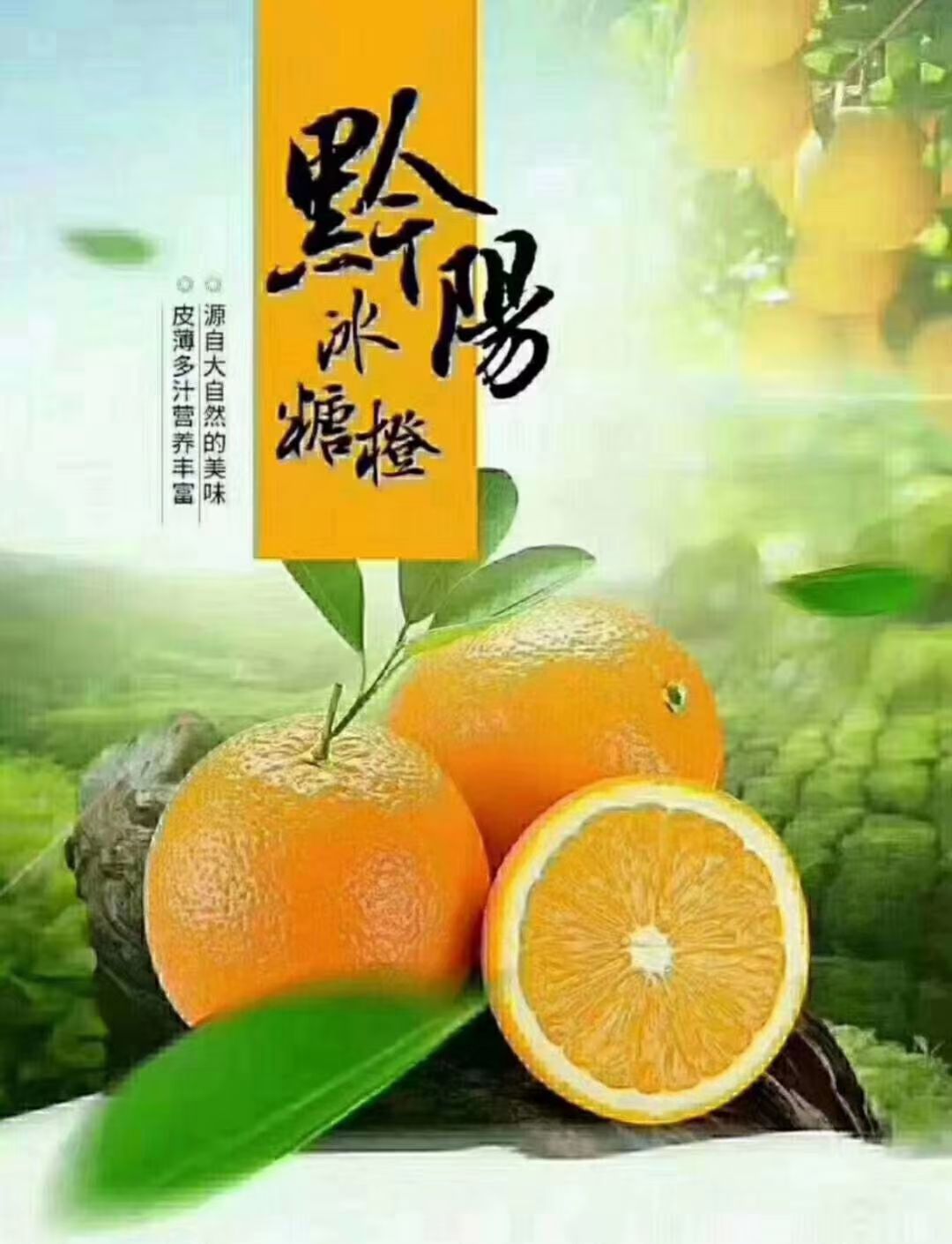 冰糖橙 黔阳冰糖橙果园直发 一件代发