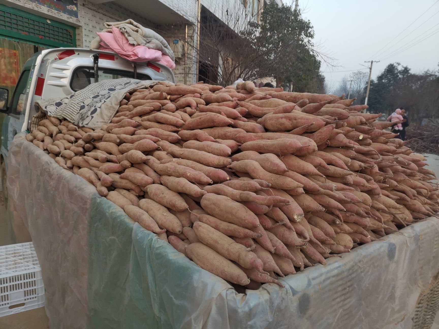 板栗薯 6两~1斤 红皮