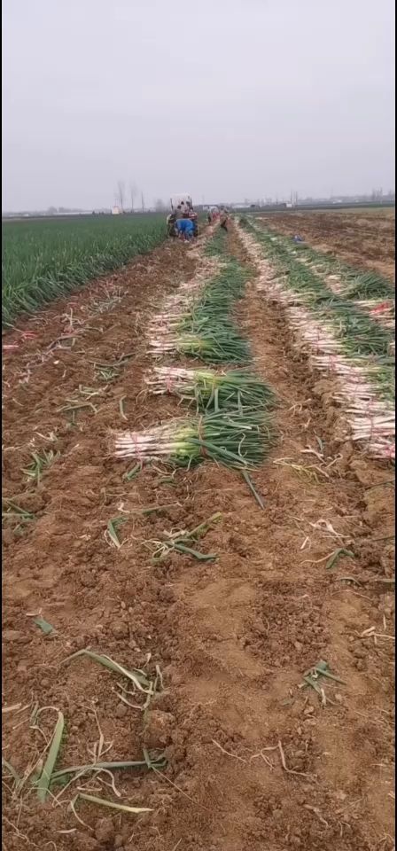 新野县钢葱  铁杆大葱粗细分拣