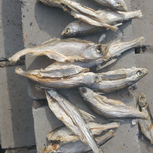 襄垣县小鱼干 生晒开肚无盐鱼干