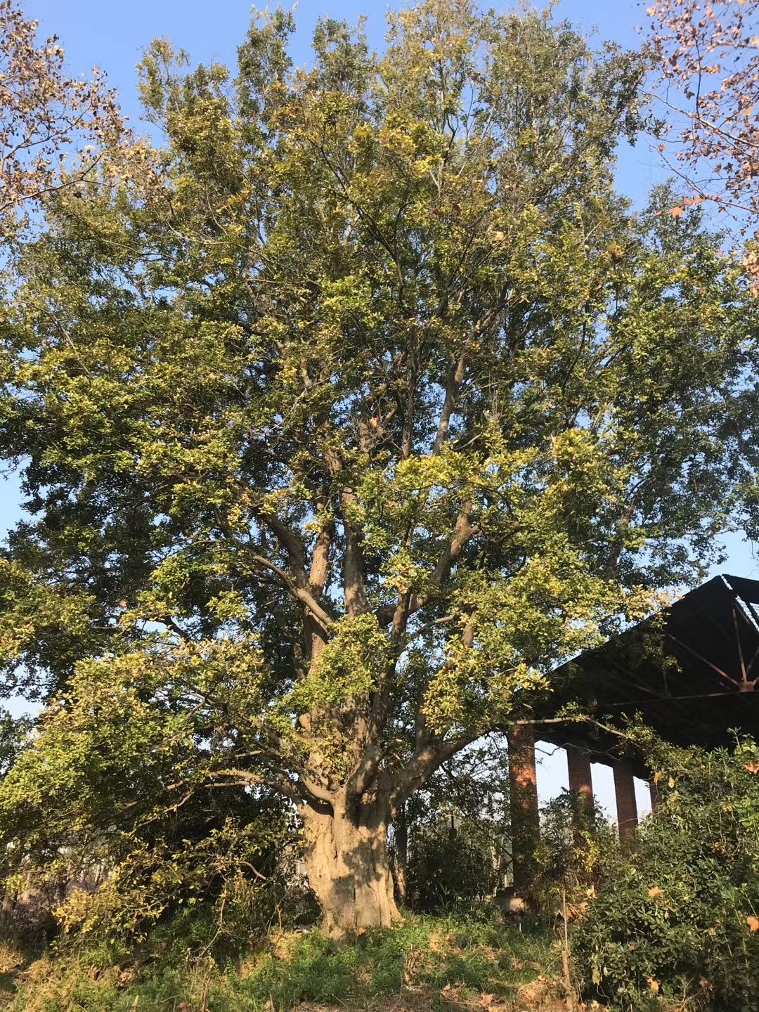 崇州市 干径105公分精品朴树，高度12米，一树一景