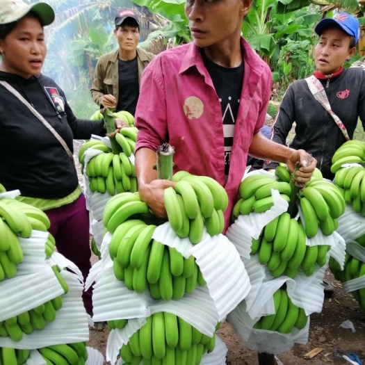 河口县巴西香蕉  周期长糖分足