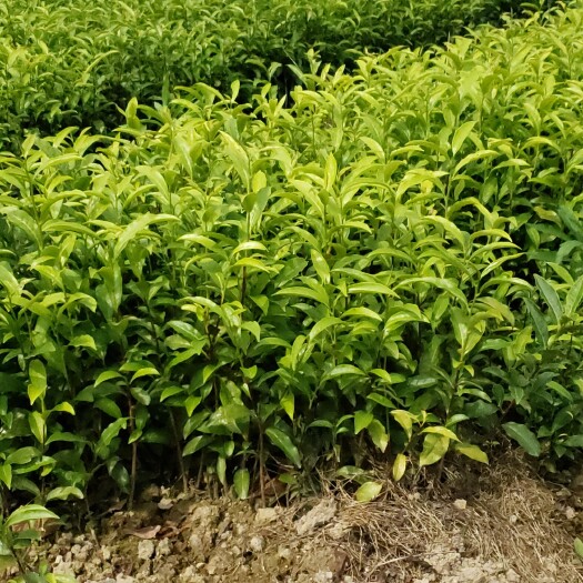 绿茶树苗 嫁接苗 0.5米以下 