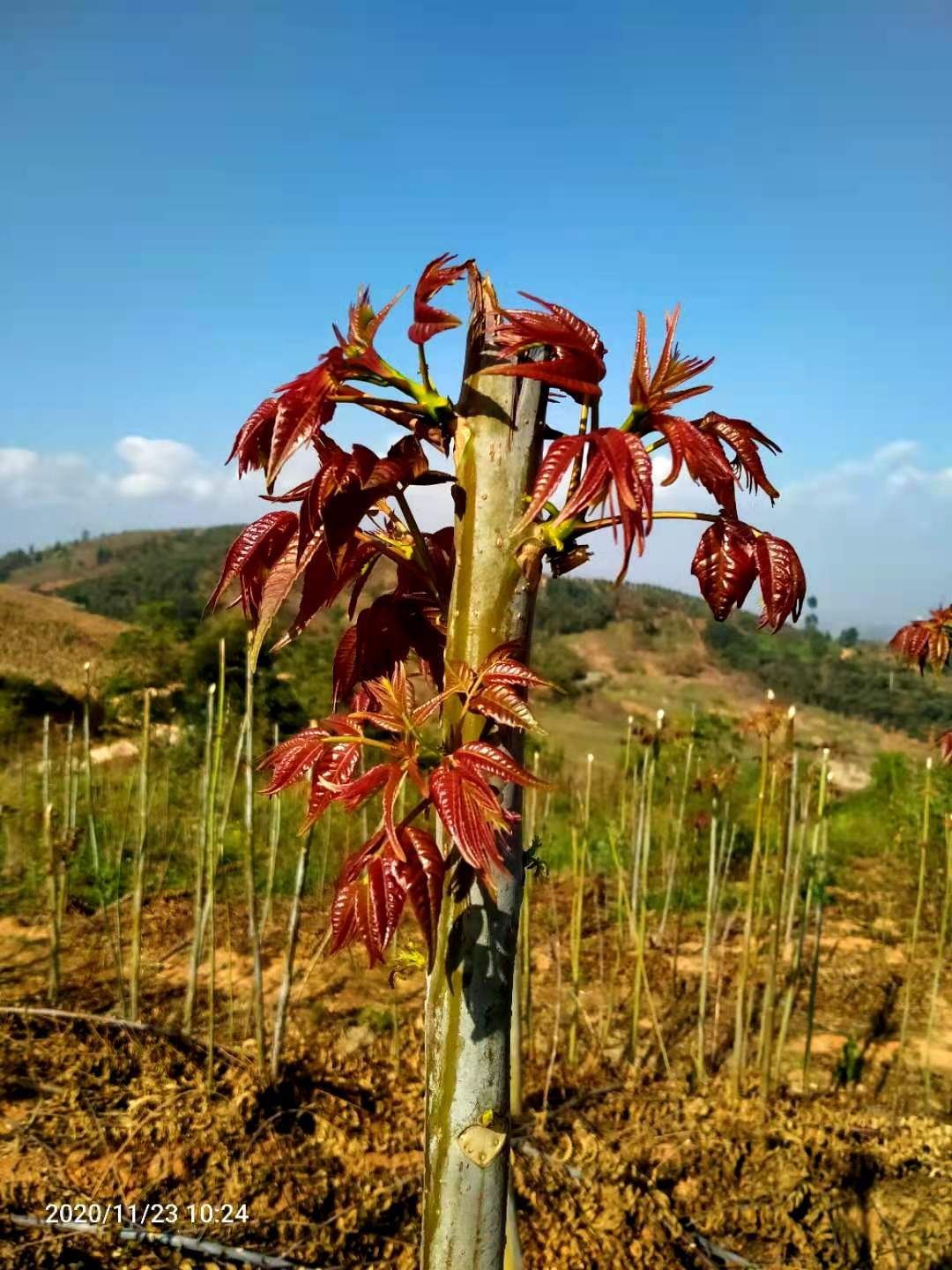 云南产地直发红油香椿  四季香椿，支持一件起批，欢迎咨询