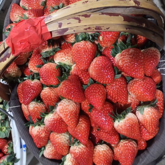 奶油草莓  果实色泽鲜艳，体大而多汁。酸甜可口，是选择草莓的不二之选